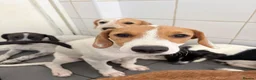 Mixed Breed dogs for adoption: Cute Hector - Advert 4