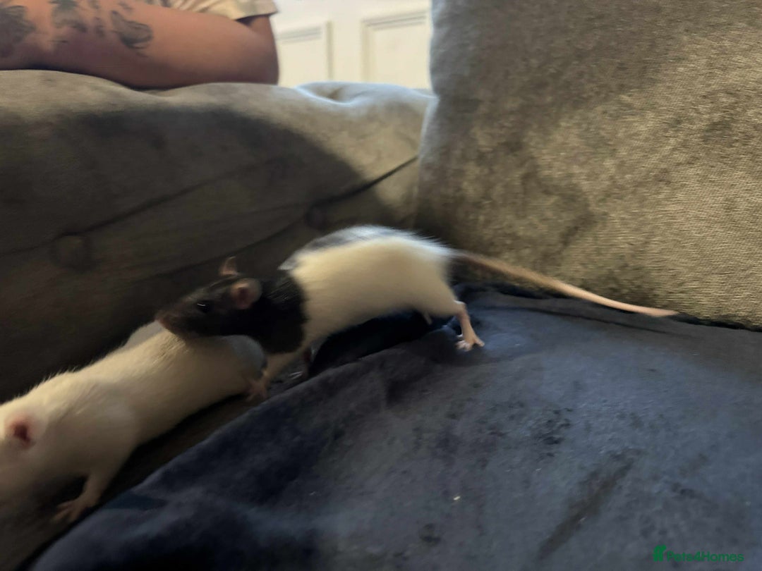 Rat rodents for sale: 2 male rats  - Image 3