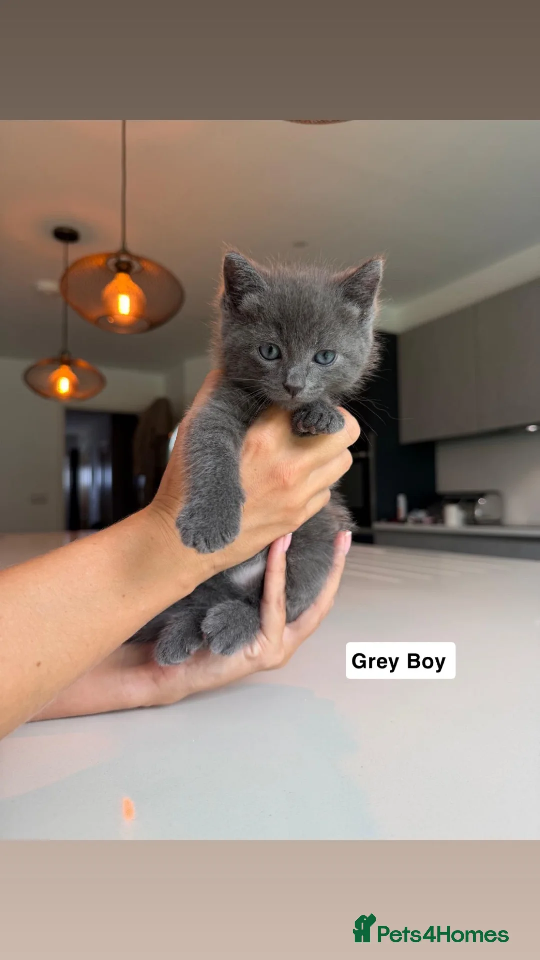 Mixed Breed cats for sale: Ragdoll X Burmilla  in Bury - Advert 2
