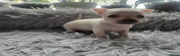 Chihuahua dogs for sale: 5 beautiful smooth coat chihuahuas - Advert 24