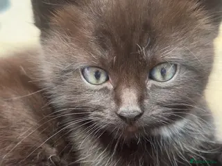 Mixed Breed cats Sweet girl - Advert 1