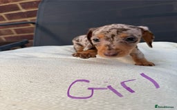 Miniature Dachshund dogs for sale: Miniature Dachshund - Image 7