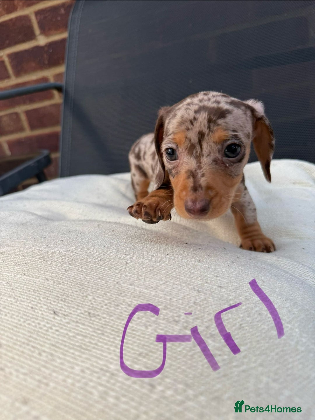 Miniature Dachshund dogs for sale: Miniature Dachshund - Image 7