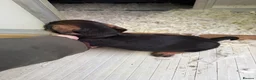 Dachshund dogs for sale: Wired Hair Dachshund Teckle Puppies - Advert 19