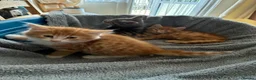 Mixed Breed cats for sale: 4 beautiful kittens ready now  - Advert 5
