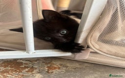 Mixed Breed cats for sale: White / Odd eye / black  Russian mix kittens /  - Image 25