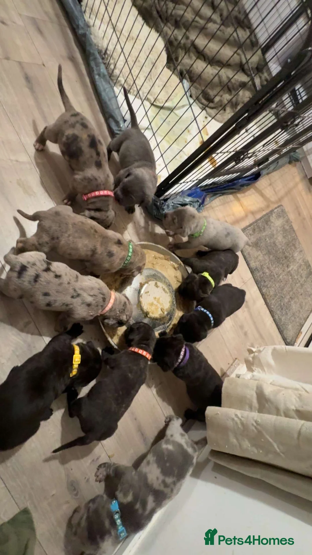 Cane Corso dogs for sale: 🏆 CHAMPION CANE CORSO PUPS 🏆/KC REGISTERED MERLE - Advert 2
