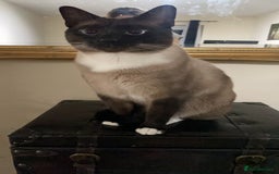 Siamese cats for sale: Adult male Siamese x seal point  - Image 1