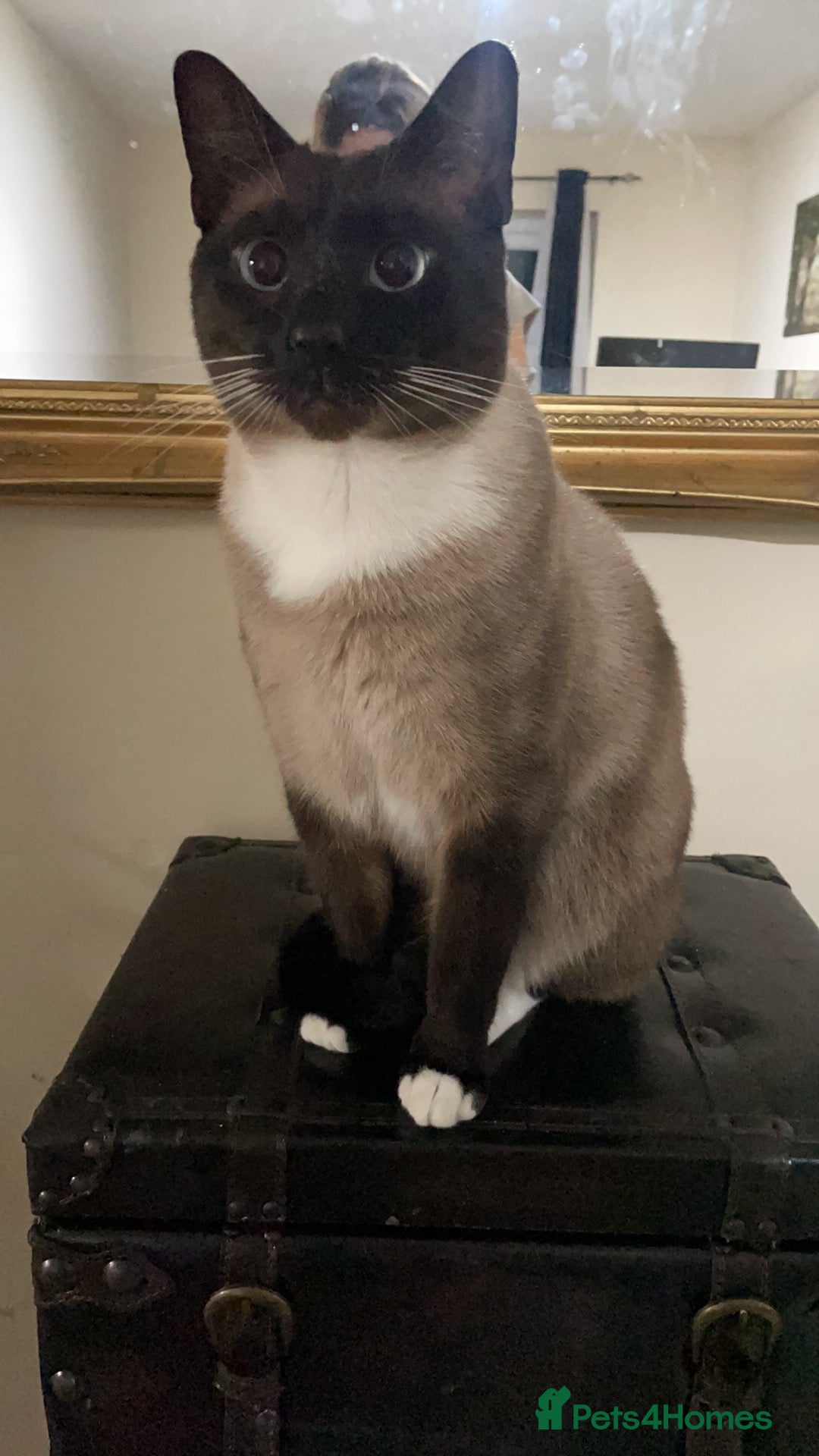 Siamese cats for sale: Adult male Siamese x seal point  - Image 1