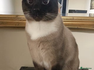 Siamese cats - Advert 7