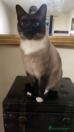 Siamese cats - Advert 4