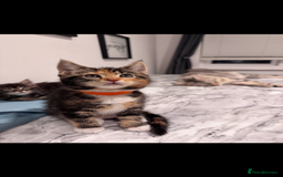 Mixed Breed cats for sale: Maine coon / Tabby kittens - Image 6