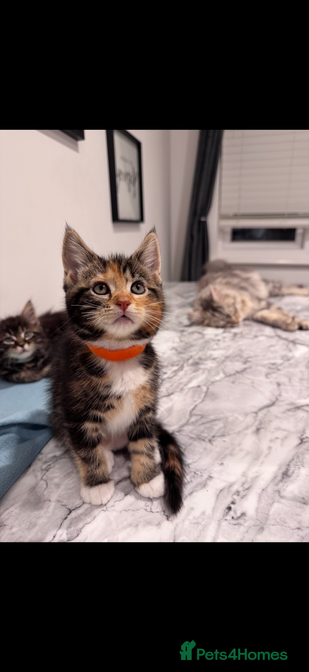Mixed Breed cats for sale: Maine coon / Tabby kittens - Image 6