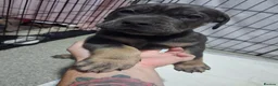 Mixed Breed dogs for sale: Beautiful English bulldog X Cane corso puppies - Advert 11