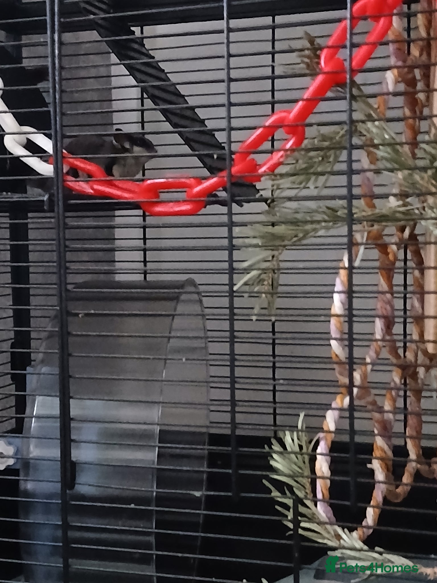 Sugar Glider rodents Bonded pair of gliders and in pouch joey  - Advert 5