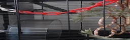 Sugar Glider rodents for sale: Bonded pair of gliders and in pouch joey  - Advert 1
