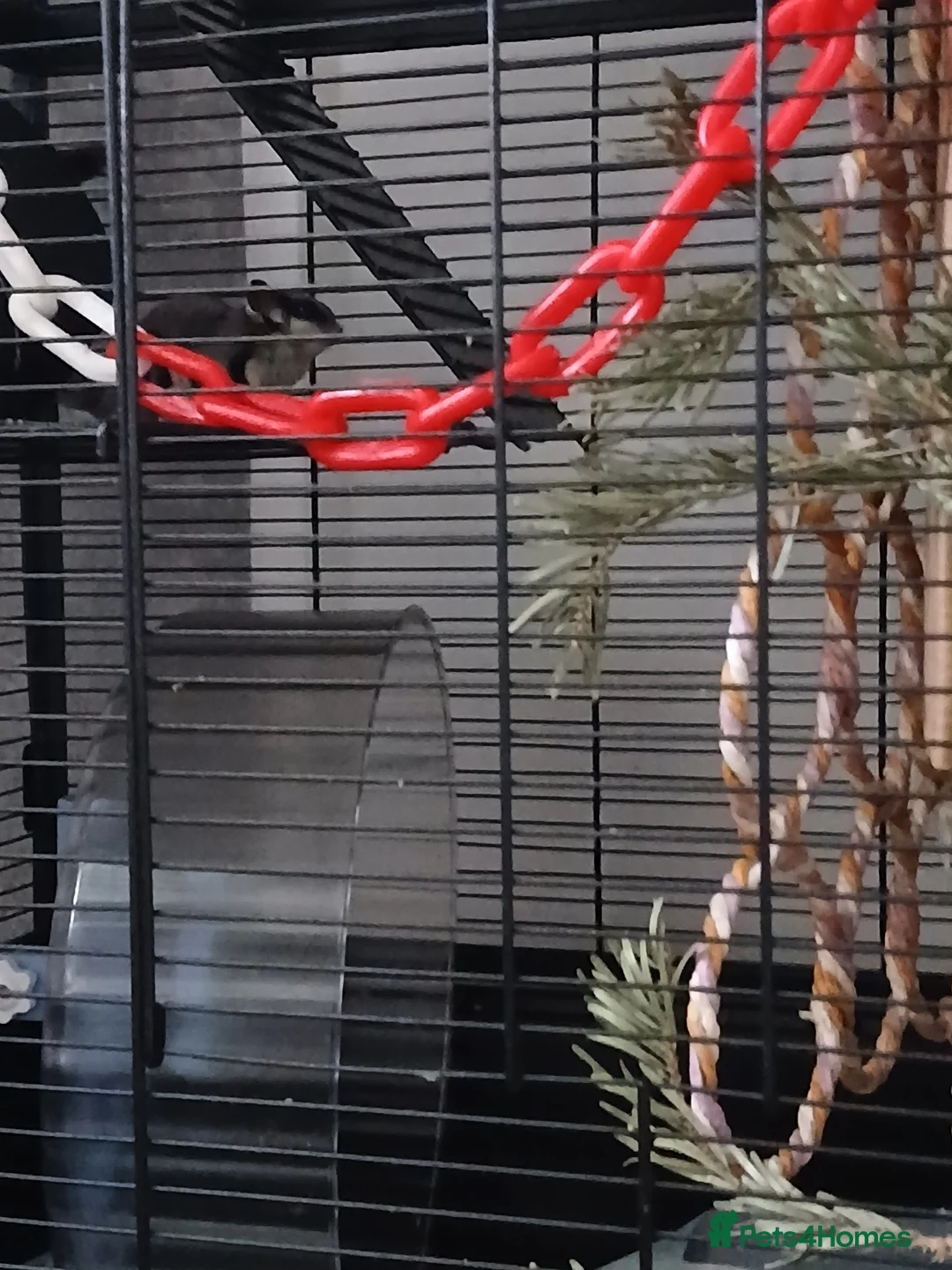 Sugar Glider rodents for sale: Bonded pair of gliders and in pouch joey  - Advert 1