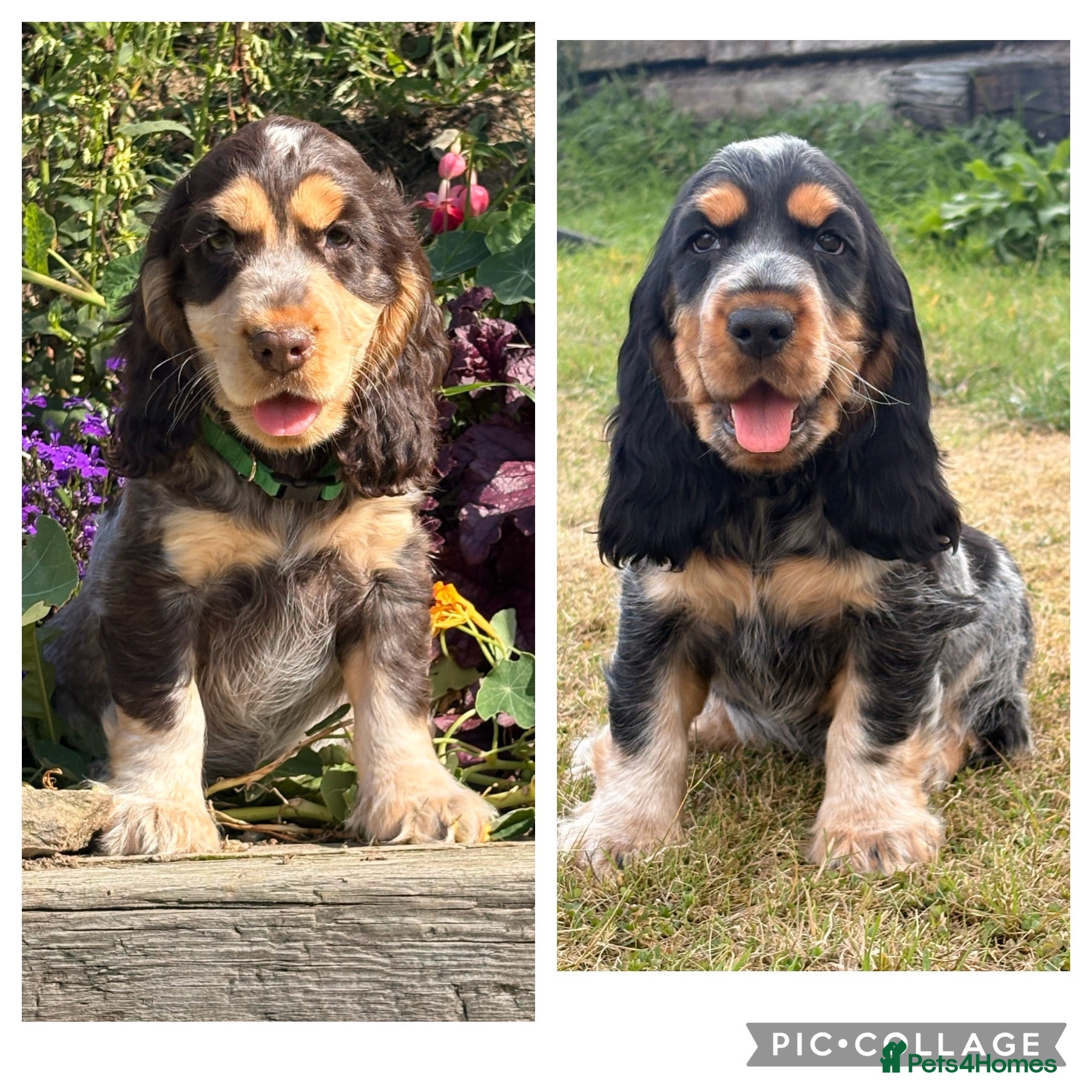 Cocker Spaniel dogs KC Registered Show type Cocker Spaniel DNA Tested - Advert 1