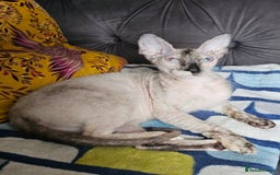 Siamese cats for sale: Siamese X Sphynx kittens - Image 31