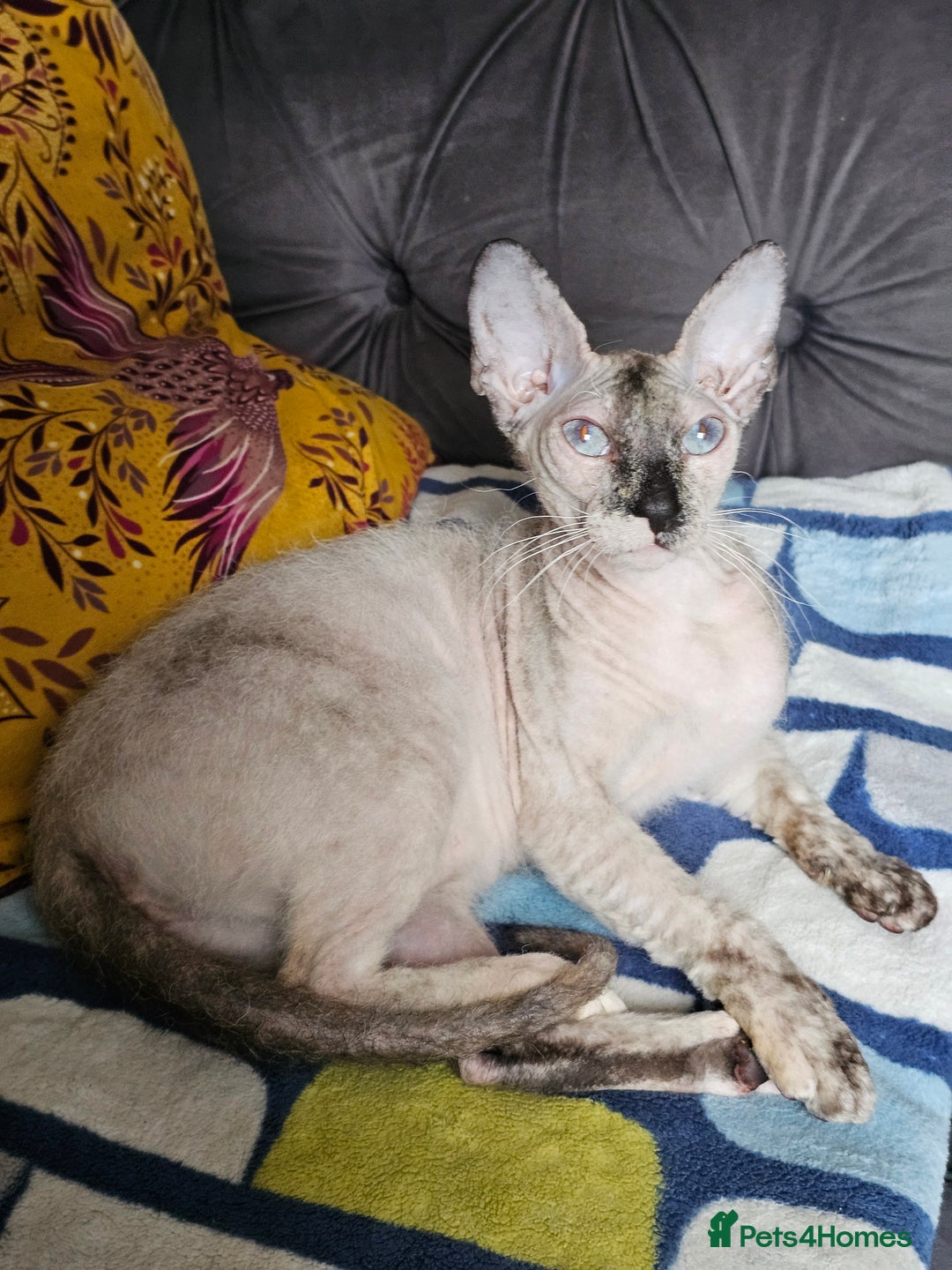 Siamese cats for sale: Siamese X Sphynx kittens - Image 31