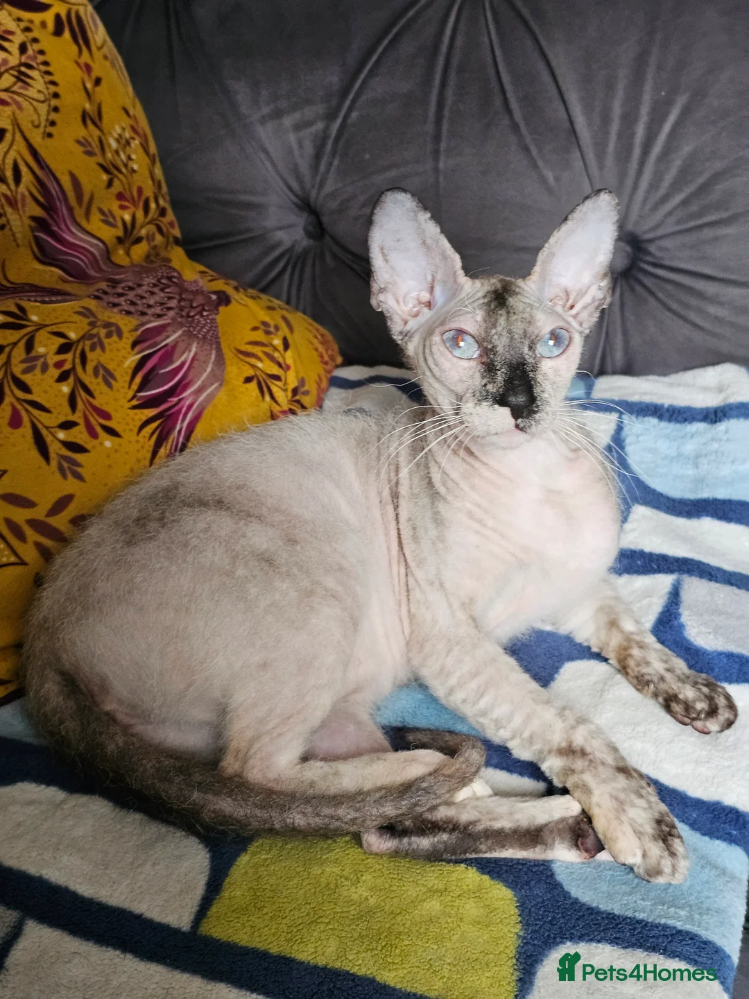 Siamese cats for sale: Siamese X Sphynx kittens - Advert 19