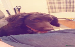 Cocker Spaniel dogs for sale: Cocker Spaniels for rehoming  - Advert 2