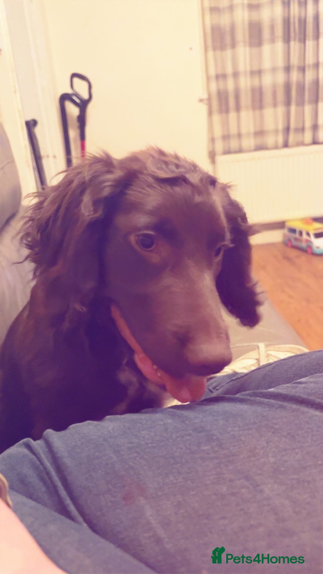 Cocker Spaniel dogs for sale: Cocker Spaniels for rehoming  - Advert 2