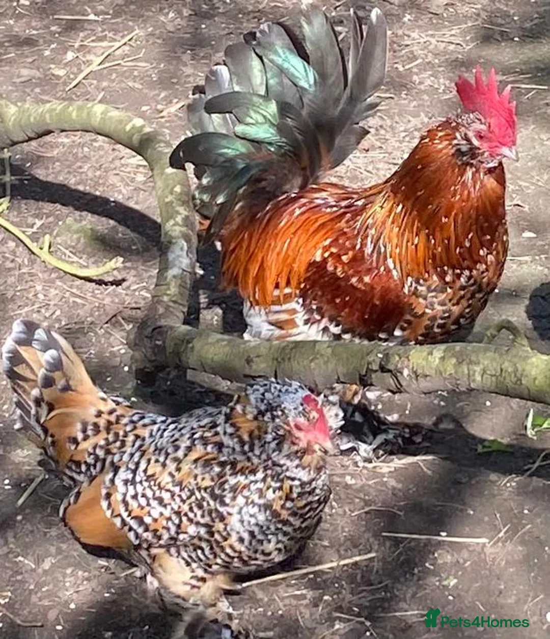 Chickens poultry for sale: Barbu D'uccle Chicks - Advert 9