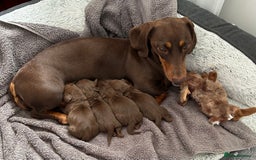 Miniature Dachshund dogs for sale: KC Registered Miniature Dachshund Puppies - Image 1