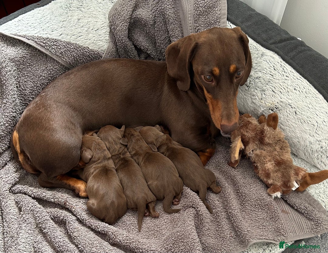 Miniature Dachshund dogs for sale: KC Registered Miniature Dachshund Puppies - Image 1