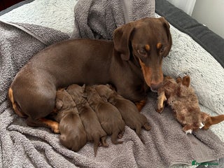 Miniature Dachshund dogs - Advert 3