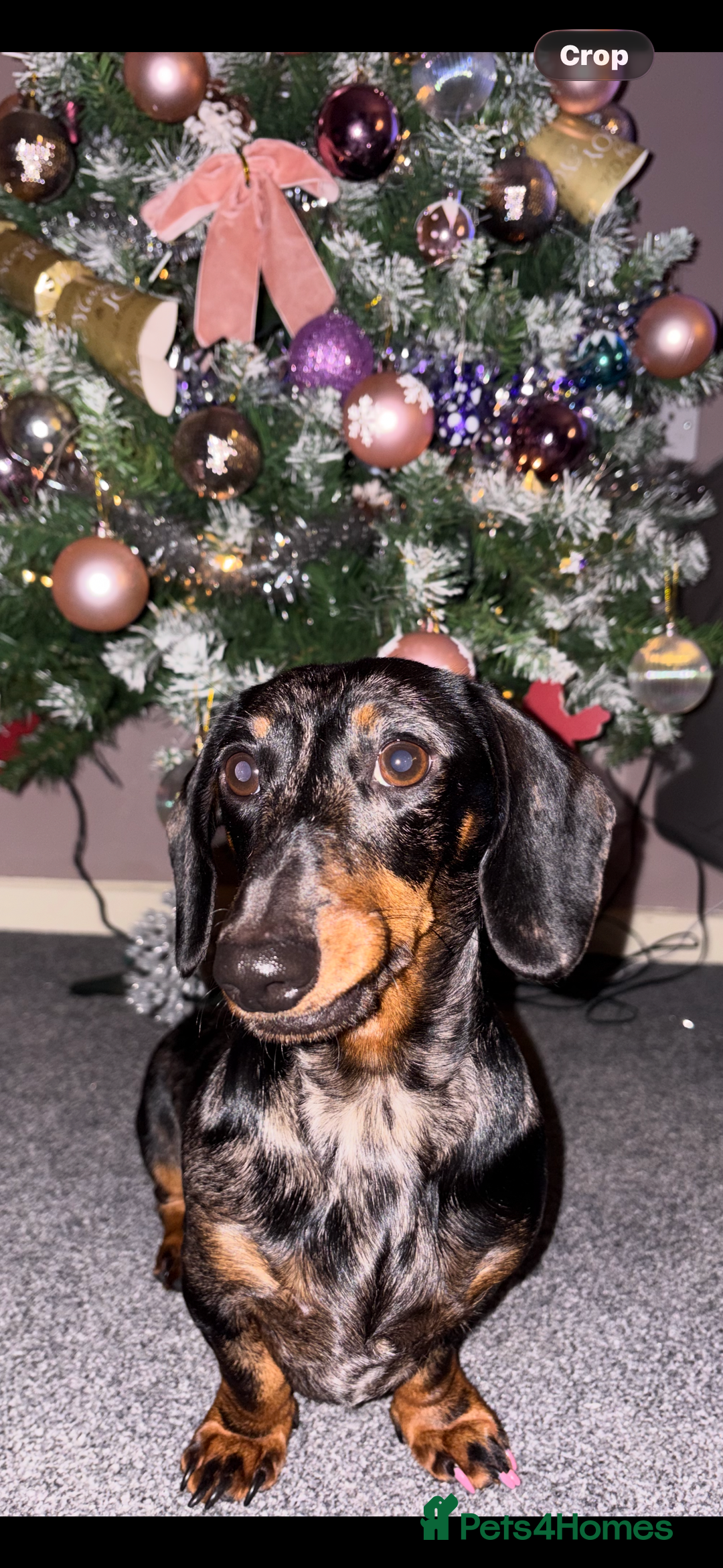 Dachshund dogs for sale: Dapple dachshund  - Advert 2