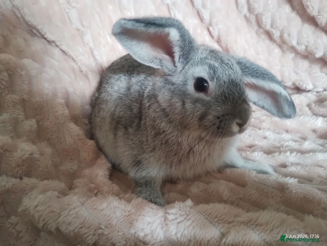Mixed Breed rabbits for sale: Beautiful Grey Boy - Advert 1