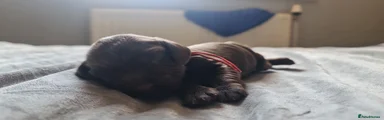Field Spaniel 3