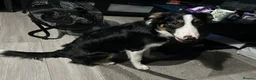 Border Collie dogs for sale: 6 month old border collie in Nuneaton - Advert 1