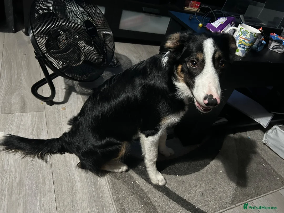 Border Collie dogs for sale: 6 month old border collie in Nuneaton - Advert 1