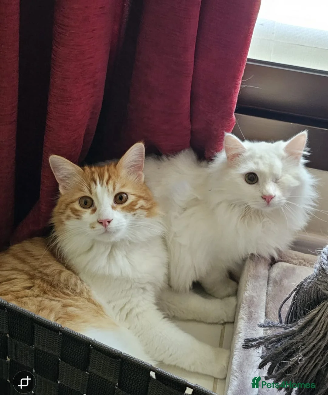 Mixed Breed cats for adoption: MIX TURKISH ANGIRA BONDED PAIR CALM AFFECTIONATE  - Advert 1