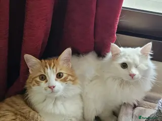 Mixed Breed cats MIX TURKISH ANGIRA BONDED PAIR CALM AFFECTIONATE - Advert 2