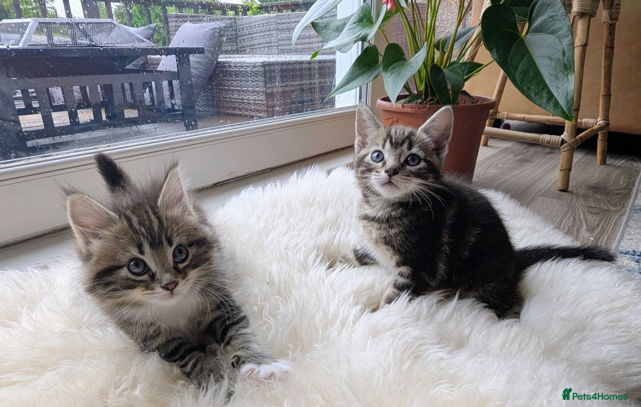 Mixed Breed cats Gorgeous Tabby Kittens for sale Ready June 17 - Advert 5