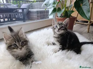 Mixed Breed cats Gorgeous Tabby Kittens for sale Ready June 17 - Advert 5