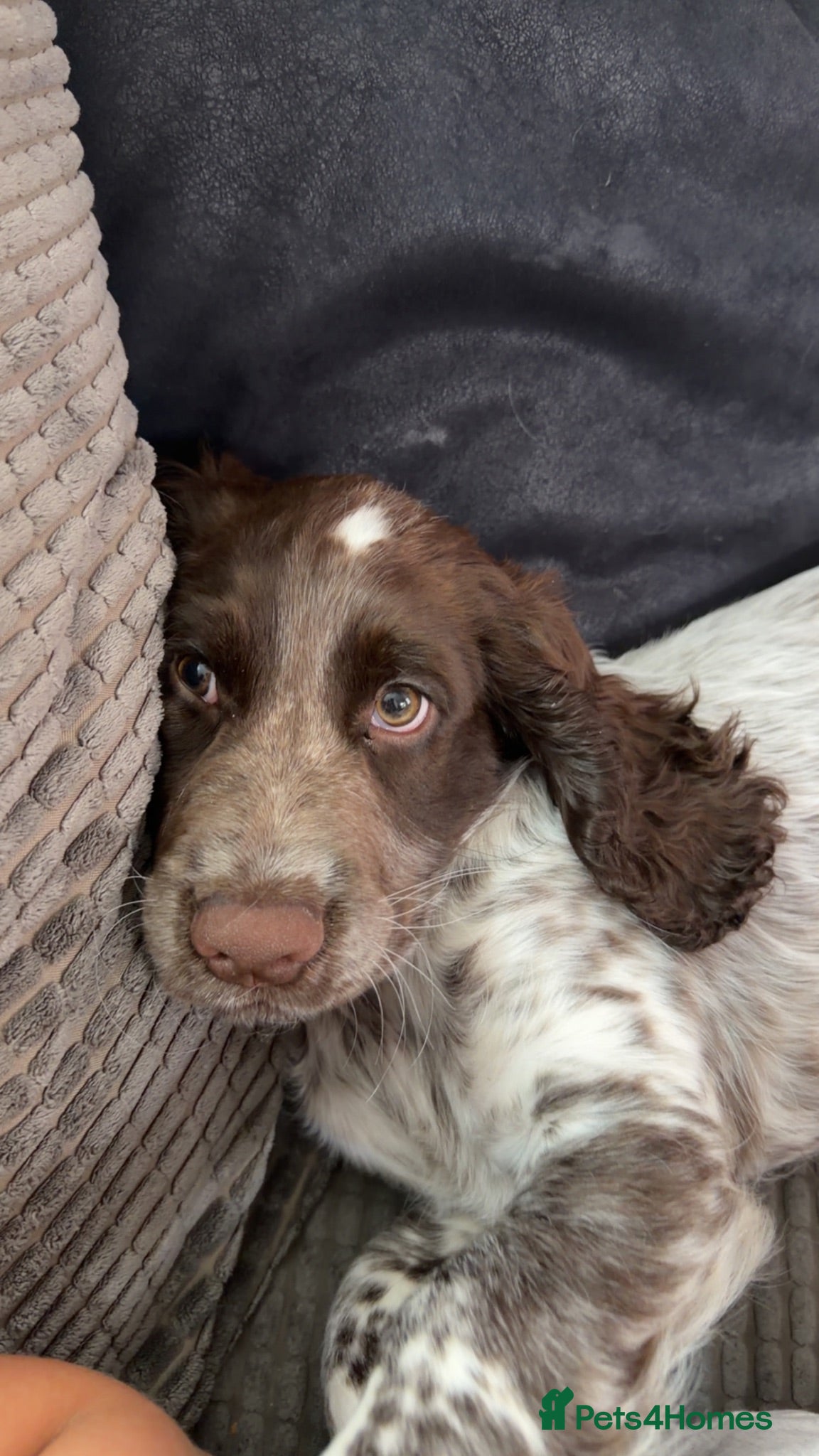 Sprocker dogs 14 week puppy for rehoming!! - Advert 2