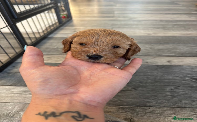 Cockapoo dogs - Advert 1