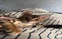 Bengal cats for sale: Beautiful bengal cat  - Image 2