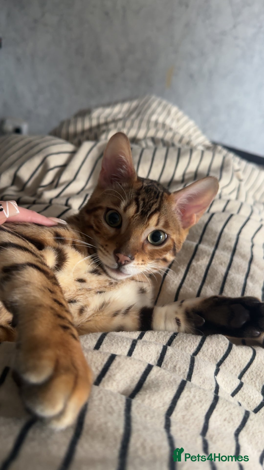 Bengal cats for sale: Beautiful bengal cat  - Image 2