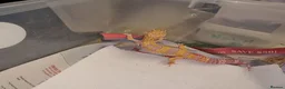 Leopard Gecko reptiles for sale: Leopard Gecko - Advert 2