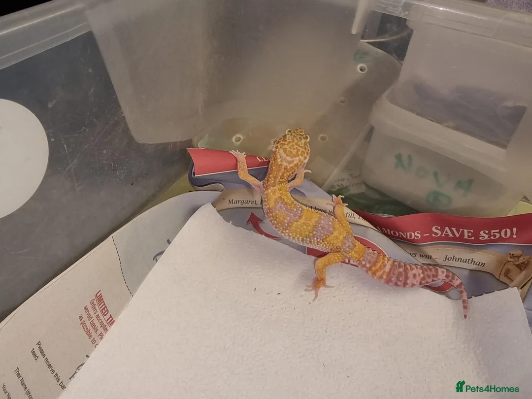 Leopard Gecko reptiles for sale: Leopard Gecko - Advert 2