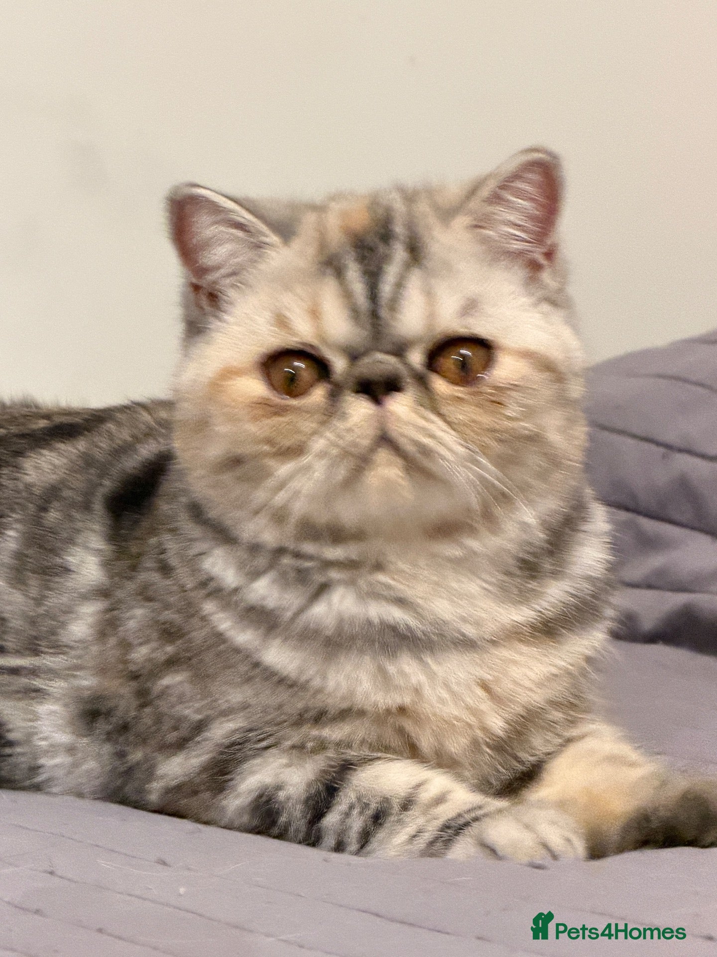 Exotic cats Gorgeous GCCF reg. kittens from Champions parents  - Advert 5
