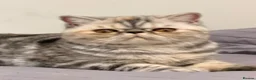 Exotic cats for sale: Gorgeous GCCF reg. kittens from Champions parents  - Advert 2