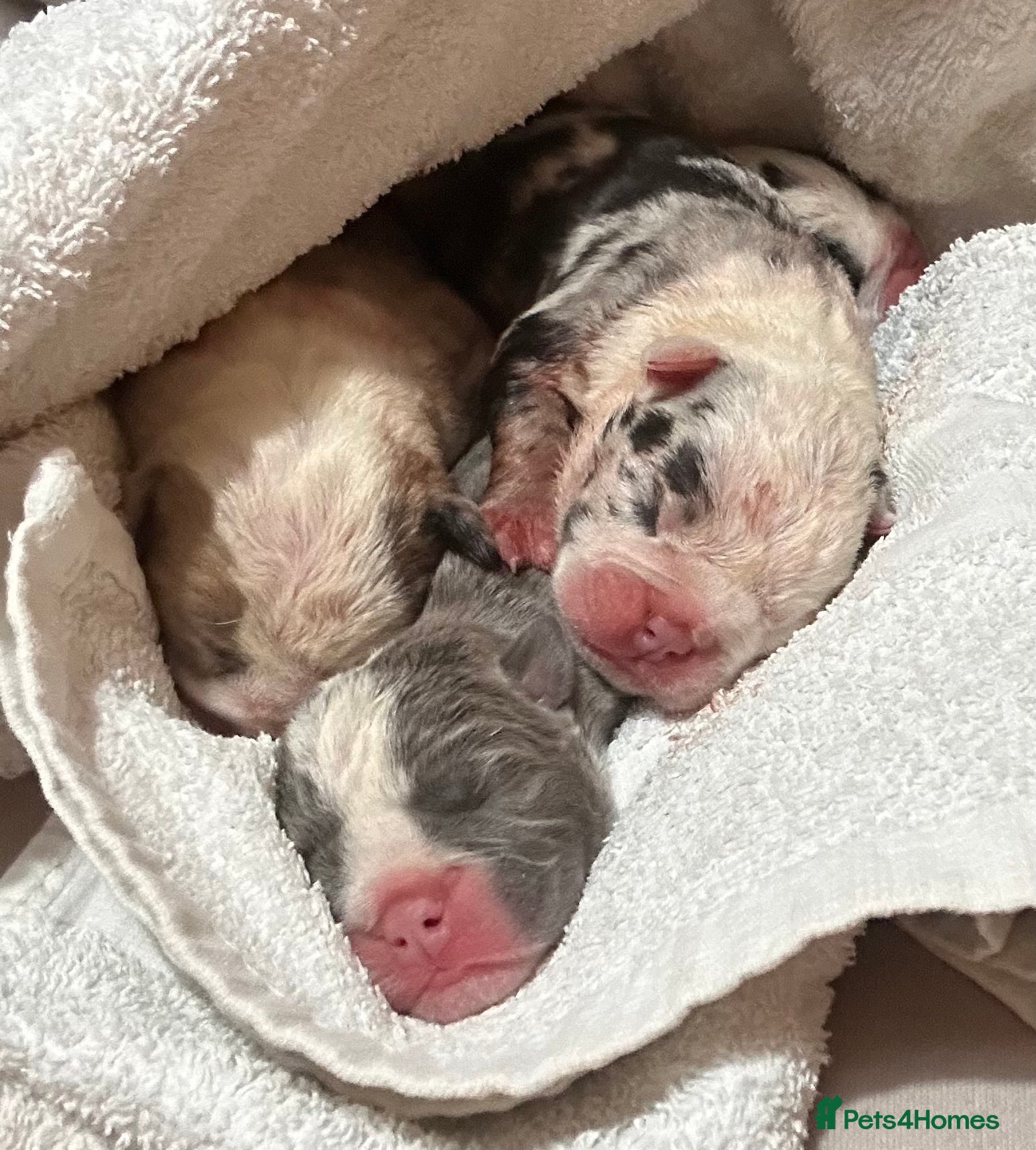 English Bulldog dogs for sale: 🐾 EXCEPTIONAL OLDE ENGLISH BULLDOG PUPPIES 🐾 - Advert 15