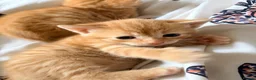 Domestic Shorthair cats for sale: 3 ginger and white boy kittens  in Cumnock - Advert 18